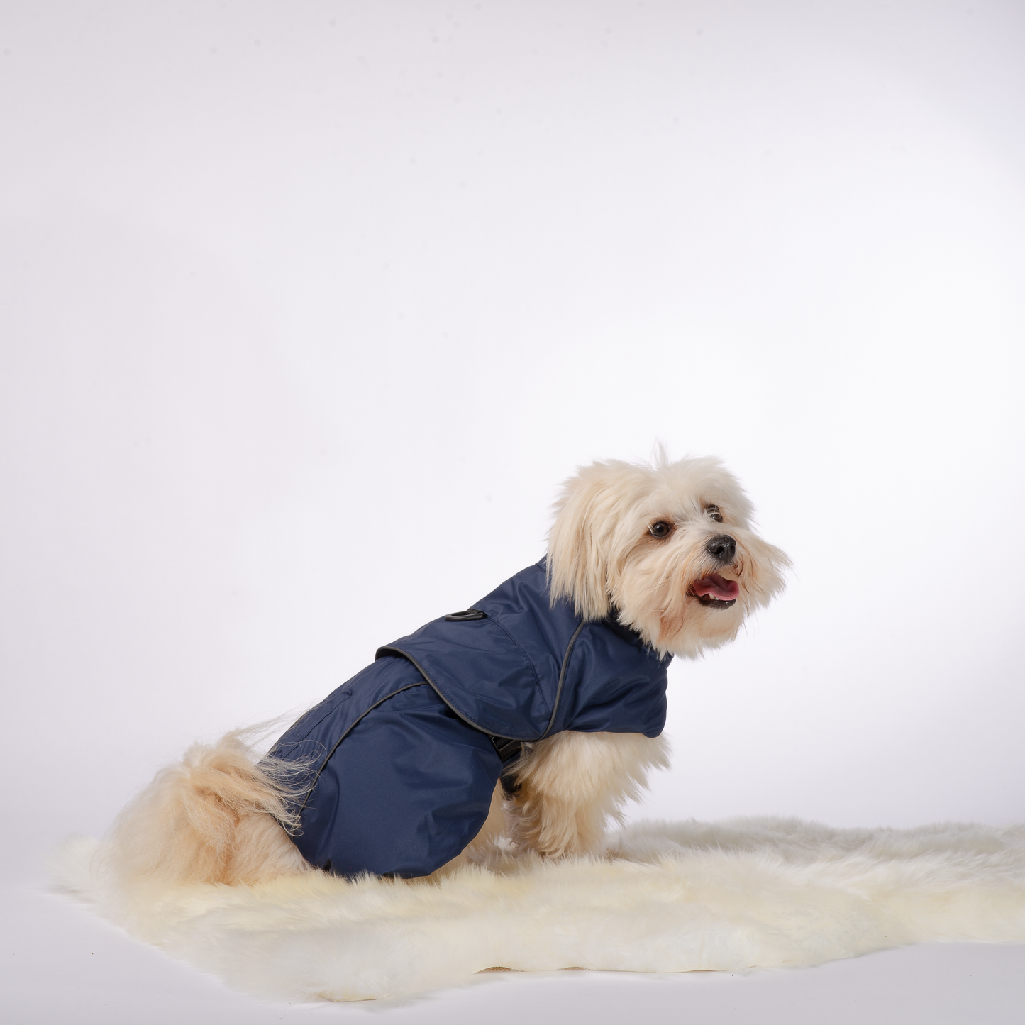 2 in 1 valjas takki koirille, takaa sininen. Harness dog coat, back picture navy blue